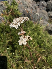 Achillea millefolium image