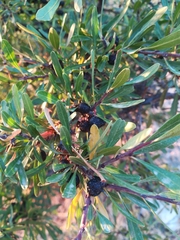 Rhamnus lycioides