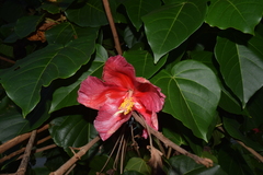 Thespesia grandiflora