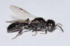 Crossocerus annulipes