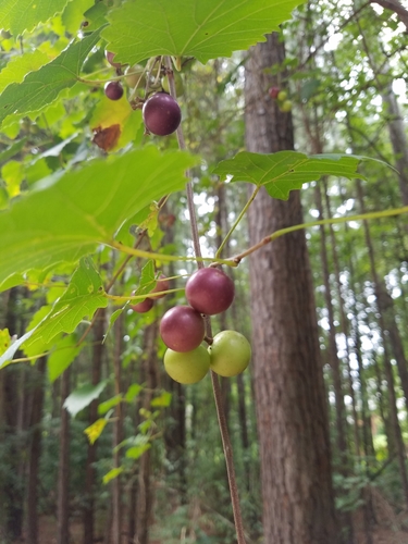 Vitis rotundifolia