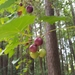 Vitis rotundifolia: Herkunft und Verwendung — foto 1