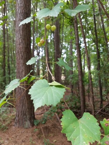 Vitis rotundifolia