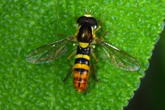 Sphaerophoria sulphuripes