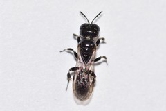 Crossocerus annulipes