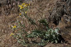 Crepis occidentalis