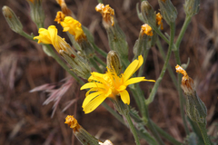 Crepis occidentalis