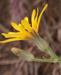 Crepis occidentalis