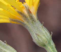 Crepis occidentalis