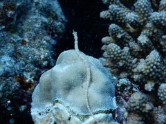 Corythoichthys schultzi