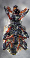 Tanysphyrus lemnae