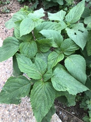 Perilla frutescens
