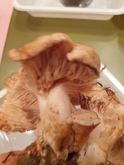 Lactarius acerrimus