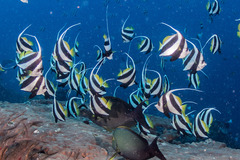 Heniochus diphreutes