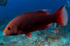 Oxycheilinus digramma