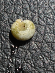 Trichiosoma triangulum