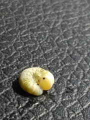 Trichiosoma triangulum