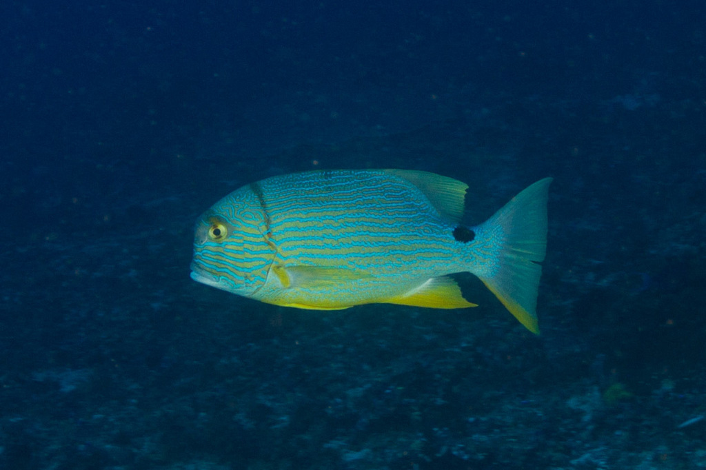 Sailfin Snappers