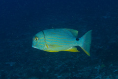 Sailfin Snapper photo 4