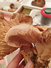 Lactarius acerrimus