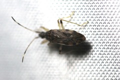 Ozophora occidentalis