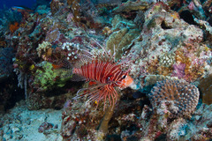 Pterois antennata