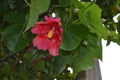 Thespesia grandiflora