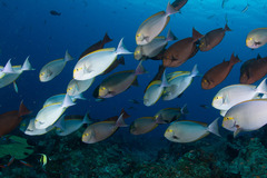Acanthurus mata