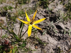 Pauridia linearis