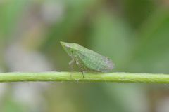 Xerophloea