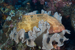 Epinephelus fuscoguttatus