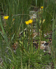 Crepis runcinata hallii