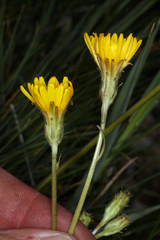 Crepis runcinata hallii