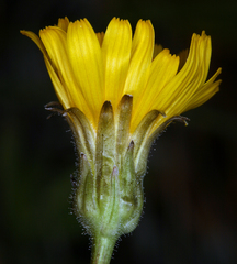 Crepis runcinata hallii