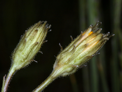 Crepis runcinata hallii