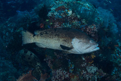 Epinephelus chlorostigma
