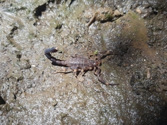 Ananteris solimariae