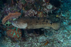 Epinephelus fuscoguttatus