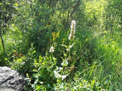 Agastache urticifolia