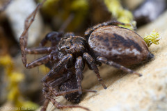 Pardosa dorsuncata