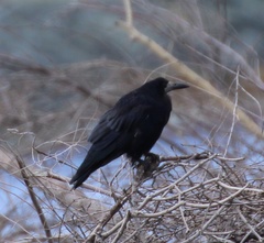 Corvus frugilegus