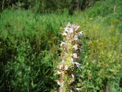 Agastache urticifolia