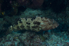 Epinephelus fuscoguttatus