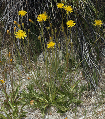 Crepis runcinata hallii