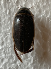 Dytiscus circumcinctus