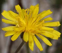 Crepis runcinata hallii
