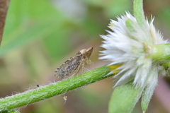 Xerophloea