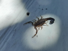 Ananteris solimariae