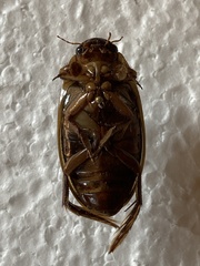 Dytiscus circumcinctus