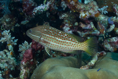 Anyperodon leucogrammicus